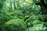 白谷雲水峡